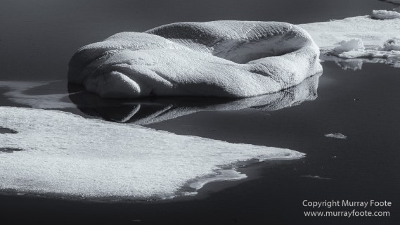 Bearded seal, Black and White, Blue whale, Glacier, Harbour Seals, Landscape, Monochrome, Photography, Polar Bears, seascape, Spitsbergen, Travel, Wilderness, Wildlife