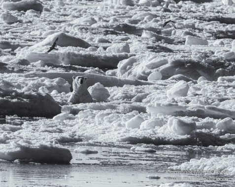 Bearded seal, Black and White, Blue whale, Glacier, Harbour Seals, Landscape, Monochrome, Photography, Polar Bears, seascape, Spitsbergen, Travel, Wilderness, Wildlife