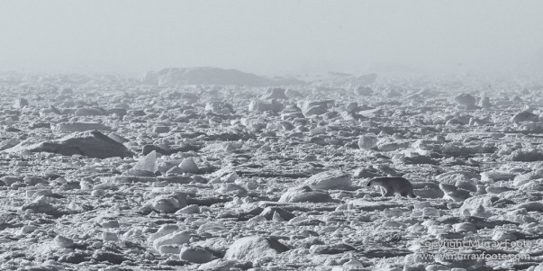 Bearded seal, Black and White, Blue whale, Glacier, Harbour Seals, Landscape, Monochrome, Photography, Polar Bears, seascape, Spitsbergen, Travel, Wilderness, Wildlife