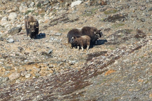 Archaeology, Clavering Island, Greenland, Inuit, Landscape, Musk Ox, Nature, Photography, seascape, Travel, Wilderness, Wildlife