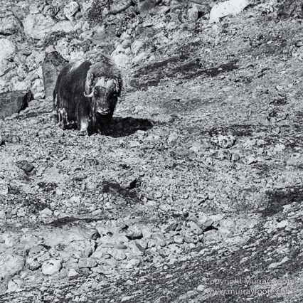 Bearded seal, Black and White, Huskies, Icebergs, Ittoqqortoomiit, Landscape, Monochrome, Musk Ox, Photography, seascape, Travel, Wilderness, Wildlife