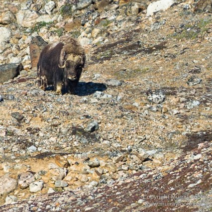 Archaeology, Clavering Island, Greenland, Inuit, Landscape, Musk Ox, Nature, Photography, seascape, Travel, Wilderness, Wildlife