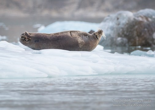 Alpefjord, Bearded seal, Greenland, Landscape, Nature, Photography, seascape, Travel, Wilderness, Wildlife