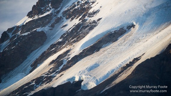 Alpefjord, Bearded seal, Greenland, Landscape, Nature, Photography, seascape, Travel, Wilderness, Wildlife
