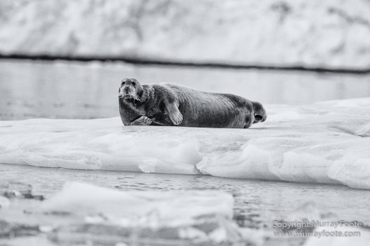 Bearded seal, Black and White, Huskies, Icebergs, Ittoqqortoomiit, Landscape, Monochrome, Musk Ox, Photography, seascape, Travel, Wilderness, Wildlife