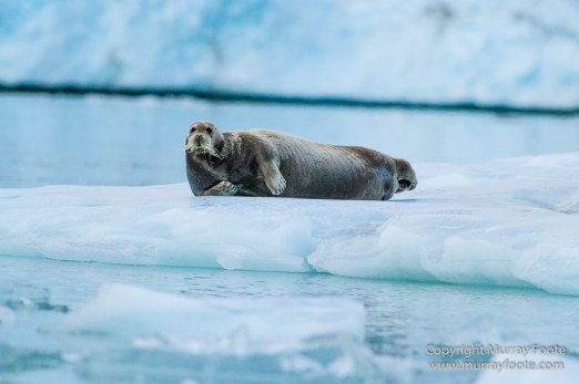 Alpefjord, Bearded seal, Greenland, Landscape, Nature, Photography, seascape, Travel, Wilderness, Wildlife