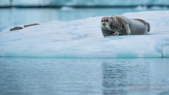 Alpefjord, Bearded seal, Greenland, Landscape, Nature, Photography, seascape, Travel, Wilderness, Wildlife