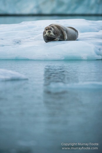 Alpefjord, Bearded seal, Greenland, Landscape, Nature, Photography, seascape, Travel, Wilderness, Wildlife
