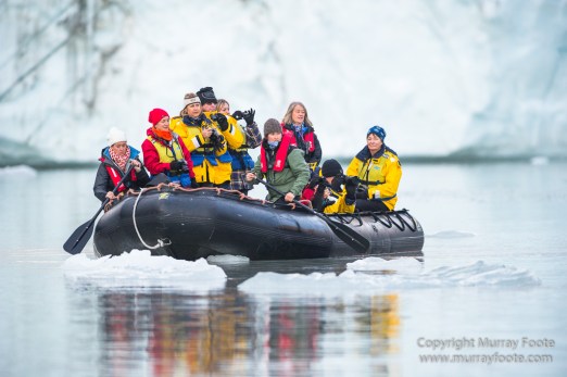 Alpefjord, Bearded seal, Greenland, Landscape, Nature, Photography, seascape, Travel, Wilderness, Wildlife