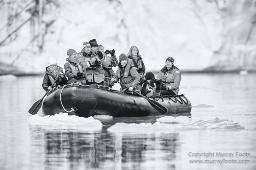 Bearded seal, Black and White, Huskies, Icebergs, Ittoqqortoomiit, Landscape, Monochrome, Musk Ox, Photography, seascape, Travel, Wilderness, Wildlife