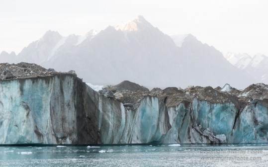 Alpefjord, Bearded seal, Greenland, Landscape, Nature, Photography, seascape, Travel, Wilderness, Wildlife