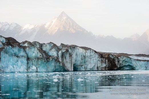 Alpefjord, Bearded seal, Greenland, Landscape, Nature, Photography, seascape, Travel, Wilderness, Wildlife