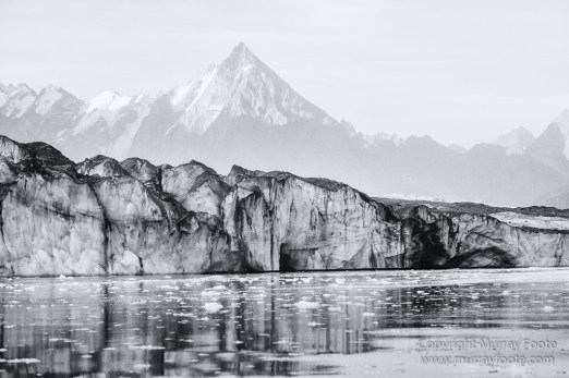Bearded seal, Black and White, Huskies, Icebergs, Ittoqqortoomiit, Landscape, Monochrome, Musk Ox, Photography, seascape, Travel, Wilderness, Wildlife