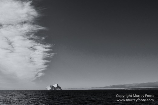 Bearded seal, Black and White, Huskies, Icebergs, Ittoqqortoomiit, Landscape, Monochrome, Musk Ox, Photography, seascape, Travel, Wilderness, Wildlife
