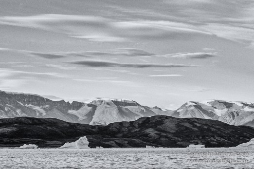 Bearded seal, Black and White, Huskies, Icebergs, Ittoqqortoomiit, Landscape, Monochrome, Musk Ox, Photography, seascape, Travel, Wilderness, Wildlife