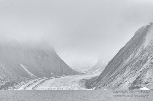 Bearded seal, Black and White, Huskies, Icebergs, Ittoqqortoomiit, Landscape, Monochrome, Musk Ox, Photography, seascape, Travel, Wilderness, Wildlife