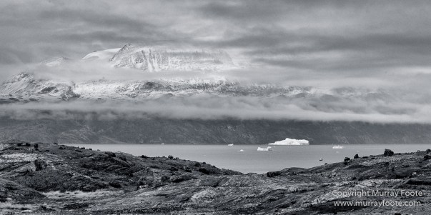 Arctic Hare, Black and White, Glacier, Greenland, Humpback whale, Landscape, Monochrome, Musk Ox, Photography, seascape, Travel, Wilderness, Wildlife