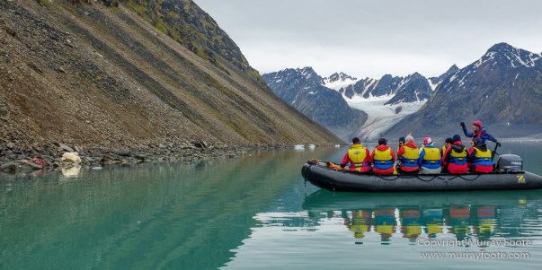 Bearded seal, Glacier, Ivory Gull, Kittiwake, Nature, Photography, Polar Bears, Reindeer, seascape, Spitsbergen, Tinayrebukta, Travel, Wilderness, Wildlife