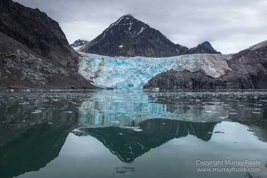 Bearded seal, Glacier, Ivory Gull, Kittiwake, Nature, Photography, Polar Bears, Reindeer, seascape, Spitsbergen, Tinayrebukta, Travel, Wilderness, Wildlife