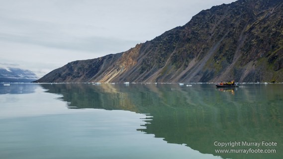 Bearded seal, Glacier, Ivory Gull, Kittiwake, Nature, Photography, Polar Bears, Reindeer, seascape, Spitsbergen, Tinayrebukta, Travel, Wilderness, Wildlife