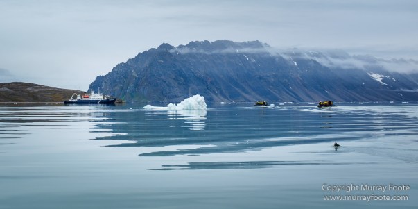 Bearded seal, Glacier, Ivory Gull, Kittiwake, Nature, Photography, Polar Bears, Reindeer, seascape, Spitsbergen, Tinayrebukta, Travel, Wilderness, Wildlife