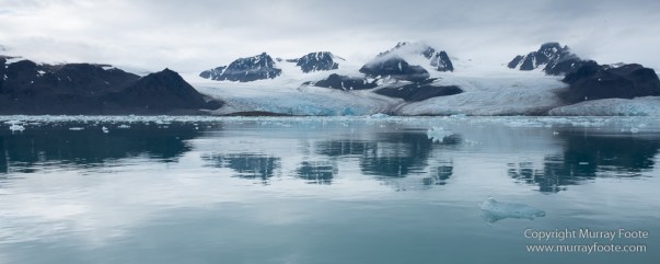 Black guillemot, Glacier, Kittiwake, Lilliehöökbreen, Nature, Photography, seascape, Spitsbergen, Travel, Wilderness, Wildlife