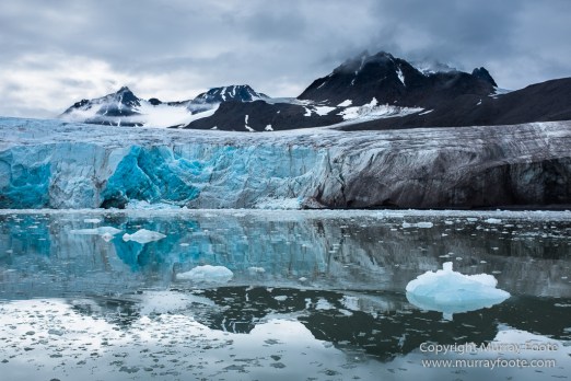 Black guillemot, Glacier, Kittiwake, Lilliehöökbreen, Nature, Photography, seascape, Spitsbergen, Travel, Wilderness, Wildlife