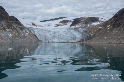 Glacier, Guillemots, Hamiltonbukta, Icebergs, Nature, Photography, Polar Bears, seascape, Spitsbergen, Travel, Walrus, Wilderness, Wildlife