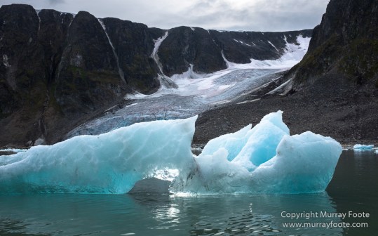 Glacier, Guillemots, Hamiltonbukta, Icebergs, Nature, Photography, Polar Bears, seascape, Spitsbergen, Travel, Walrus, Wilderness, Wildlife