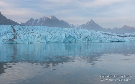 Alpefjord, Bearded seal, Greenland, Landscape, Nature, Photography, seascape, Travel, Wilderness, Wildlife