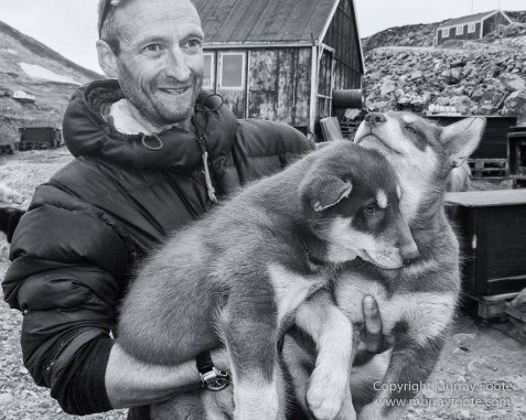 Bearded seal, Black and White, Huskies, Icebergs, Ittoqqortoomiit, Landscape, Monochrome, Musk Ox, Photography, seascape, Travel, Wilderness, Wildlife