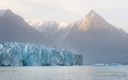 Alpefjord, Bearded seal, Greenland, Landscape, Nature, Photography, seascape, Travel, Wilderness, Wildlife