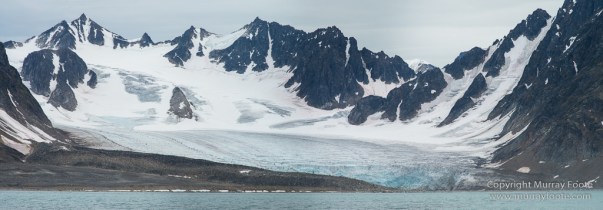 Glacier, Harbour Seals, Icebergs, Nature, Photography, seascape, Smeerenburg, Spitsbergen, Travel, Wilderness, Wildlife