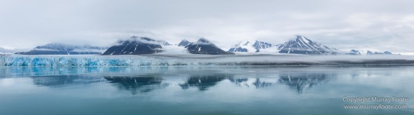Black guillemot, Glacier, Kittiwake, Lilliehöökbreen, Nature, Photography, seascape, Spitsbergen, Travel, Wilderness, Wildlife