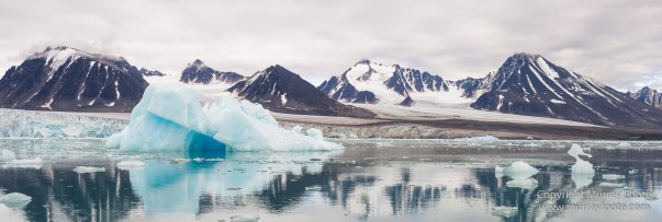Black guillemot, Glacier, Kittiwake, Lilliehöökbreen, Nature, Photography, seascape, Spitsbergen, Travel, Wilderness, Wildlife