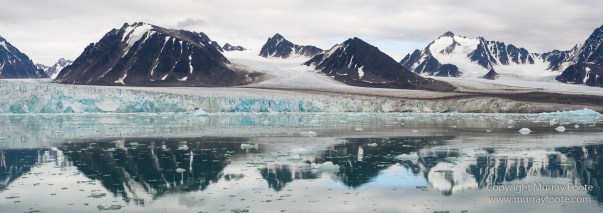 Black guillemot, Glacier, Kittiwake, Lilliehöökbreen, Nature, Photography, seascape, Spitsbergen, Travel, Wilderness, Wildlife
