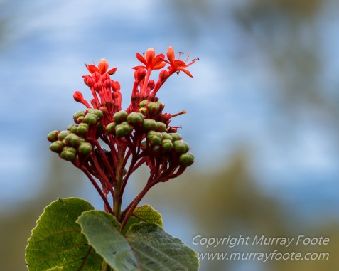 Architecture, Landscape, Photography, Reunion, seascape, Travel, Wildlife, Macro5