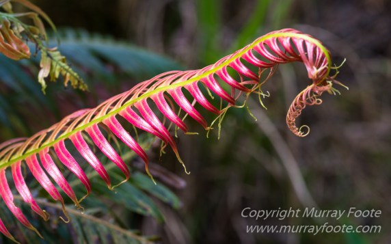 Architecture, Landscape, Photography, Reunion, seascape, Travel, Wildlife, Macro