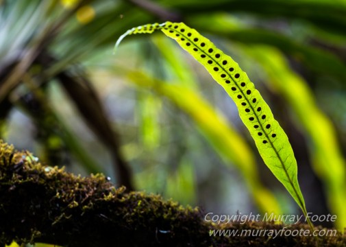 Architecture, Landscape, Photography, Reunion, seascape, Travel, Wildlife, Macro2