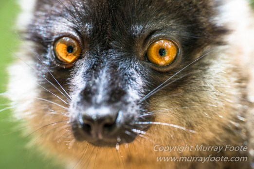 Antananarivo, Architecture, Chameleons, Gecko, Landscape, Lemurs, Macro, Madagascar, Peyrieras Reserve, Photography, seascape, Street photography, Tenrec, Travel, Wildlife