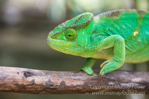 Antananarivo, Architecture, Chameleons, Gecko, Landscape, Lemurs, Macro, Madagascar, Peyrieras Reserve, Photography, seascape, Street photography, Tenrec, Travel, Wildlife