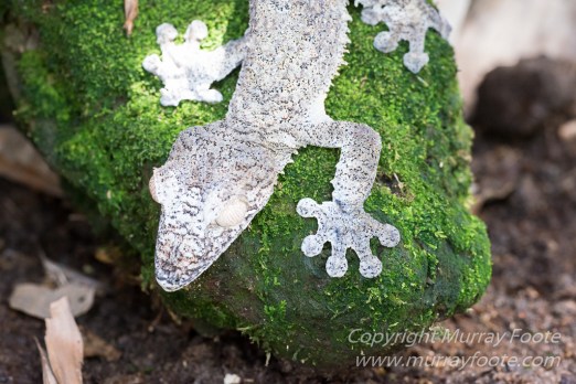 Antananarivo, Architecture, Chameleons, Gecko, Landscape, Lemurs, Macro, Madagascar, Peyrieras Reserve, Photography, seascape, Street photography, Tenrec, Travel, Wildlife