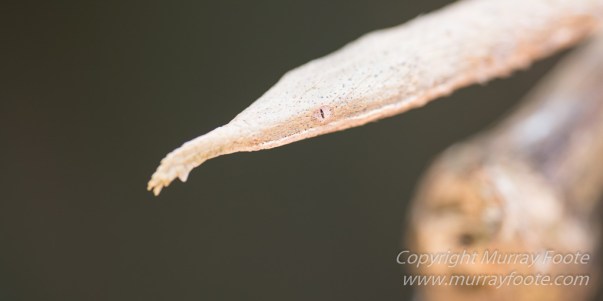 Antananarivo, Architecture, Chameleons, Gecko, Landscape, Lemurs, Macro, Madagascar, Peyrieras Reserve, Photography, seascape, Street photography, Tenrec, Travel, Wildlife2