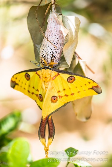 Antananarivo, Architecture, Chameleons, Gecko, Landscape, Lemurs, Macro, Madagascar, Peyrieras Reserve, Photography, seascape, Street photography, Tenrec, Travel, Wildlife