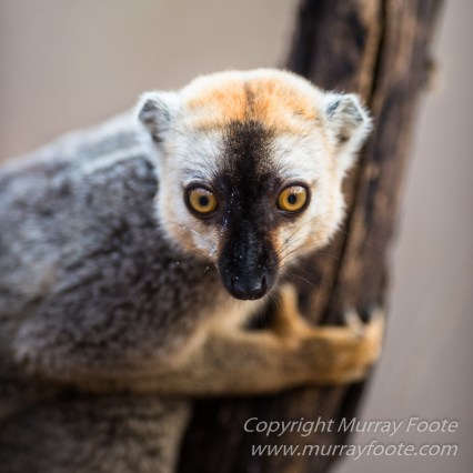 Baobabs, Kirindy, Landscape, Lemurs, Madagascar, Photography, Street photography, Travel, Wildlife