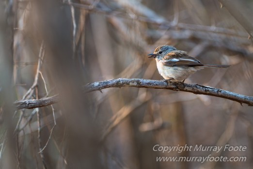 Baobabs, Kirindy, Landscape, Lemurs, Madagascar, Photography, Street photography, Travel, Wildlife3