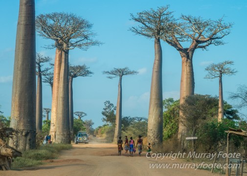 Baobabs, Kirindy, Landscape, Lemurs, Madagascar, Photography, Street photography, Travel, Wildlife