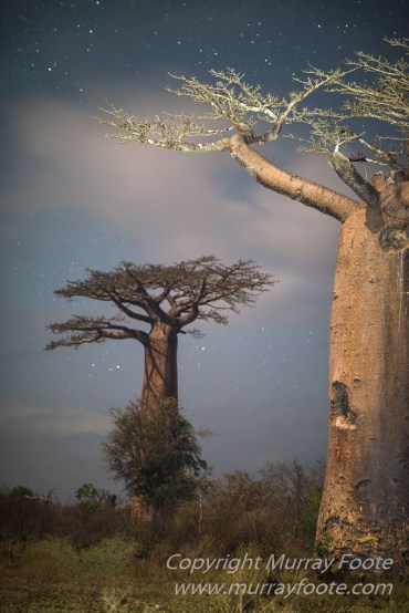 Baobabs, Kirindy, Landscape, Lemurs, Madagascar, Photography, Street photography, Travel, Wildlife