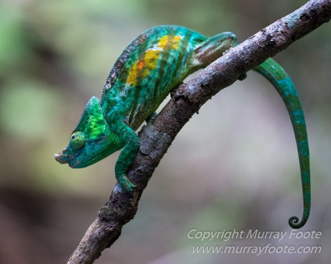 Andasibe, Chameleons, Gecko, Landscape, Lemurs, Madagascar, Mantadia, Photography, Street photography, Travel, Wildlife