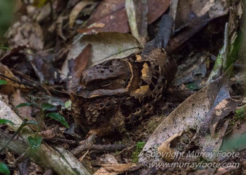 Andasibe, Chameleons, Gecko, Landscape, Lemurs, Madagascar, Mantadia, Photography, Travel, Wildlife